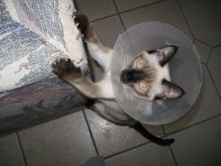 more kittens
